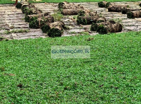 Malaysian grass carpet