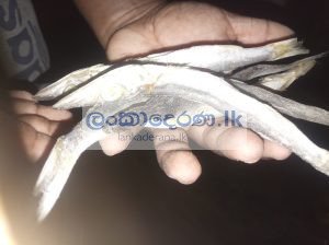 Dry fish/கருவாடு/කරවල