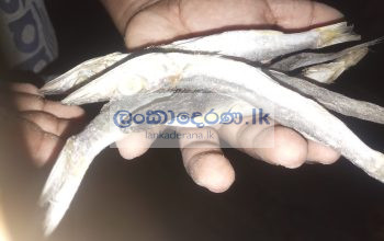 Dry fish/கருவாடு/කරවල