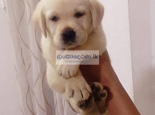 Labrodor female puppy