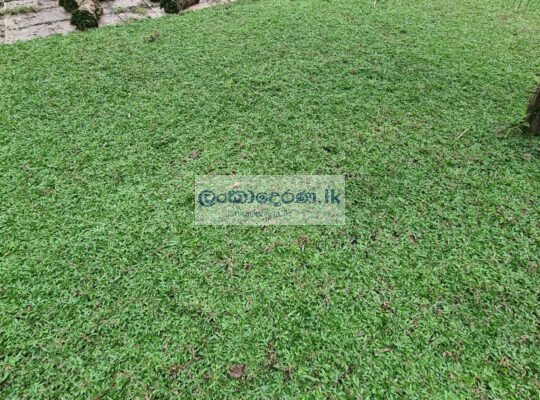 Malaysian grass carpet