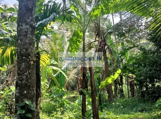 Land for quick sale Kurunegala ,polpitiya