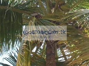 Coconut land for sale