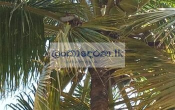 Coconut land for sale