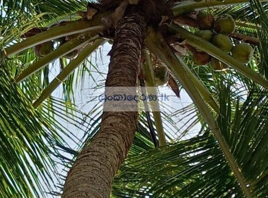 Coconut land for sale