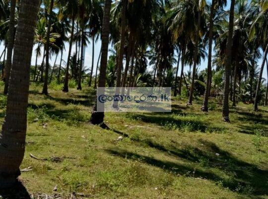 Coconut land for sale