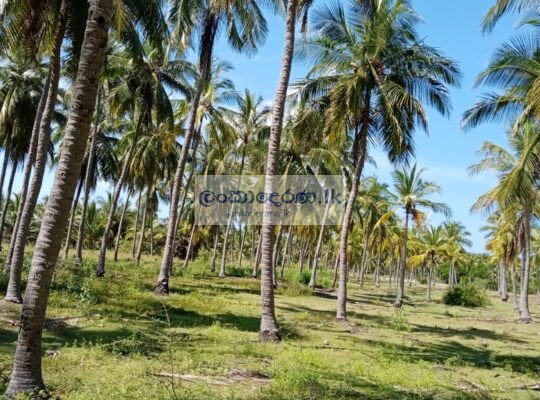 Coconut land for sale