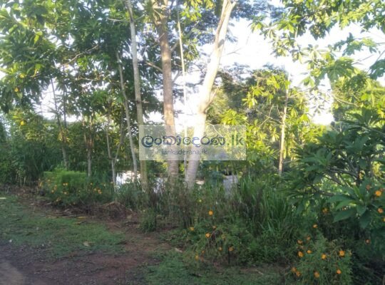 Land for sale in Pilana.