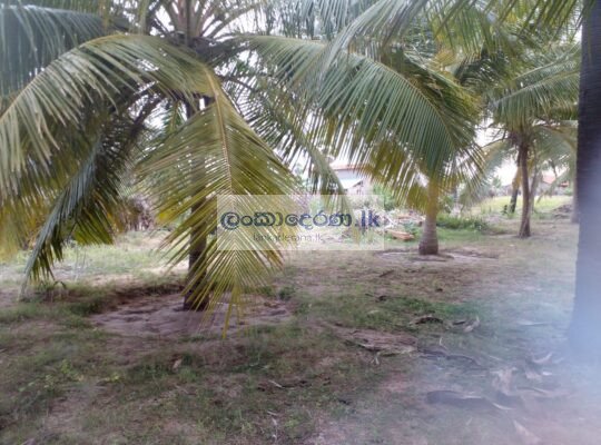 Land for sale Kalpitiya