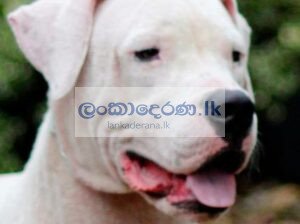 Dogo Argentino Male dog