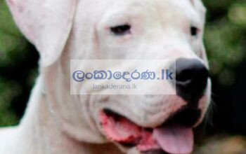 Dogo Argentino Male dog