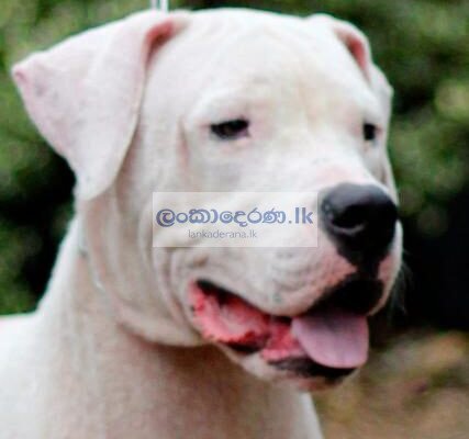 Dogo Argentino Male dog