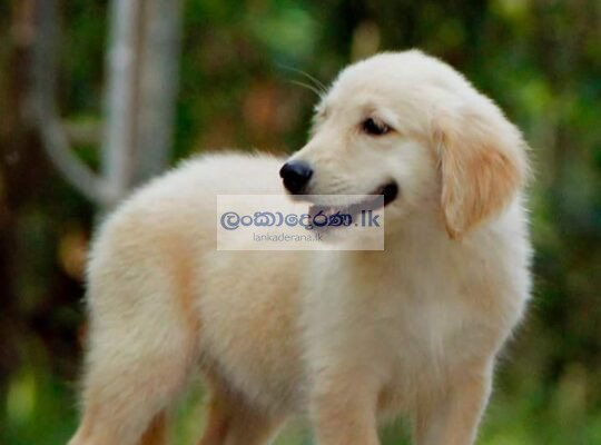 Golden Retriever