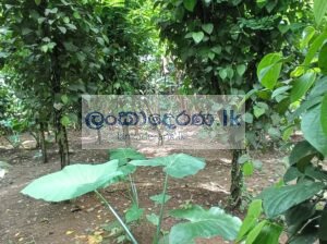 Agricultural land for sale in Horana