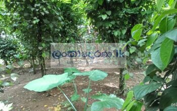 Agricultural land for sale in Horana