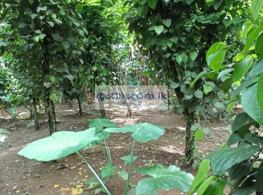 Agricultural land for sale in Horana