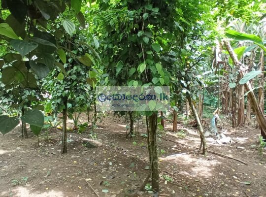 Agricultural land for sale in Horana