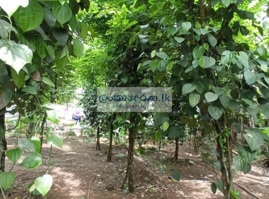 Agricultural land for sale in Horana