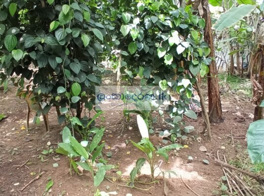 Agricultural land for sale in Horana