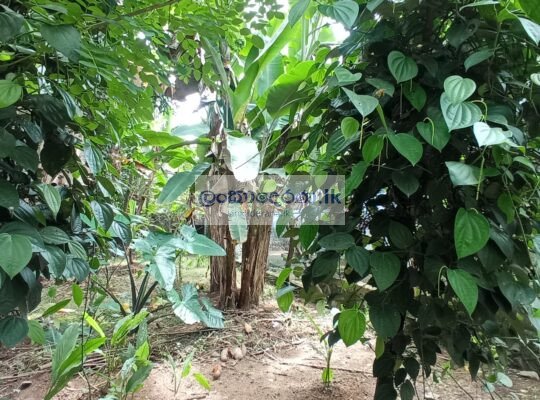 Agricultural land for sale in Horana