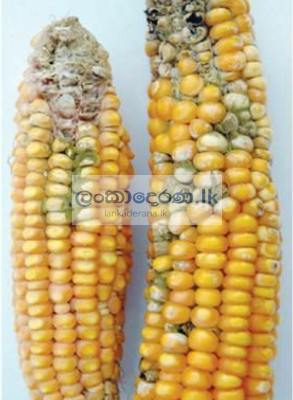 Aflatoxins in cow milk in Sri Lankan market in year 2023.