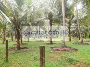 Land for sale Katunayake