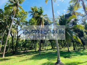 Valuable Land for Sale – Katunayake