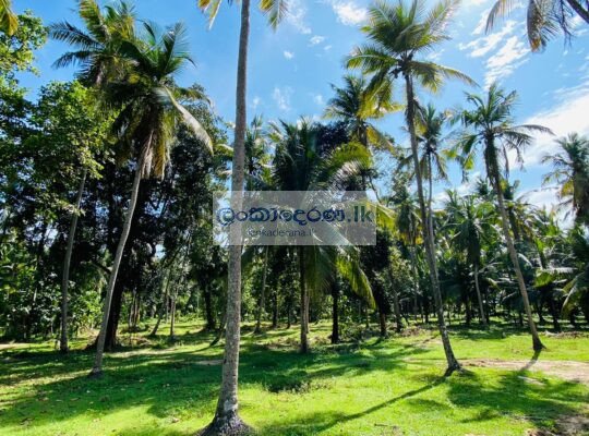 Valuable Land for Sale – Katunayake