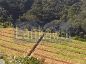 Land in Duncinan junction, Nuwaraeliya