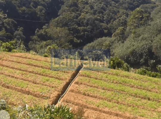 Land in Duncinan junction, Nuwaraeliya