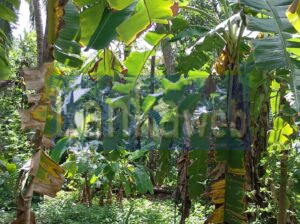 ගිරිඋල්ල ප්‍රධාන මාර්ගයට ආසන්නයෙන් ඉඩමක් විකිනිඉමට