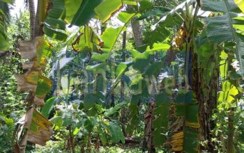 ගිරිඋල්ල ප්‍රධාන මාර්ගයට ආසන්නයෙන් ඉඩමක් විකිනිඉමට