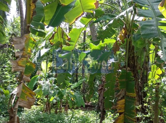 ගිරිඋල්ල ප්‍රධාන මාර්ගයට ආසන්නයෙන් ඉඩමක් විකිනිඉමට