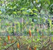 IBOGAINE POWDER IN KIMBERLY. CALL: +27736310260