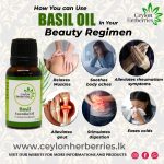 Basil Essential Oil – Ocimum basilicum 30ml