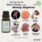Blue Tansy Essential oil – Tanacetum annuum  15ml